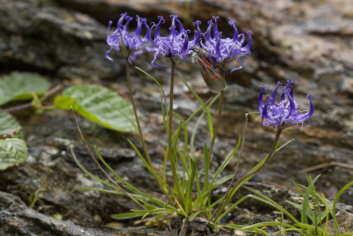 Phyteuma hemisphaericum